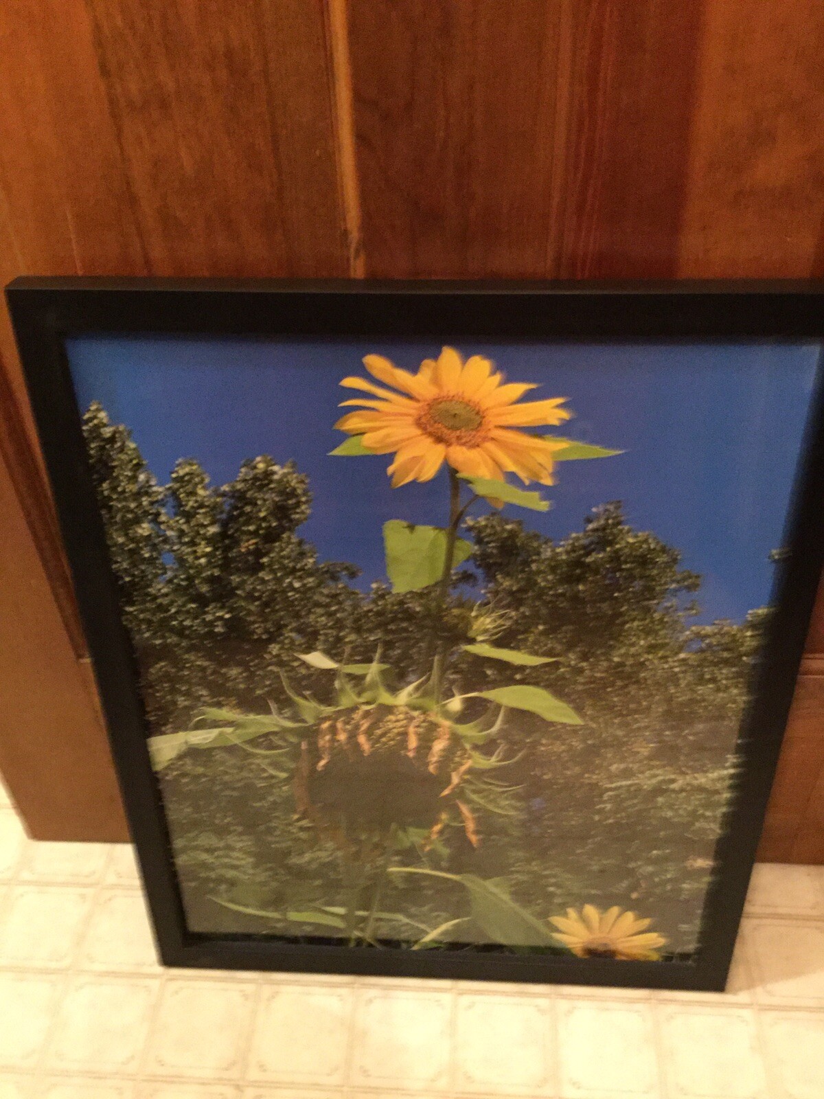 Sunflowers, Blue Sky, Wall Art – Large Photo – Black Frame – 21 1/2 X 17” – New!