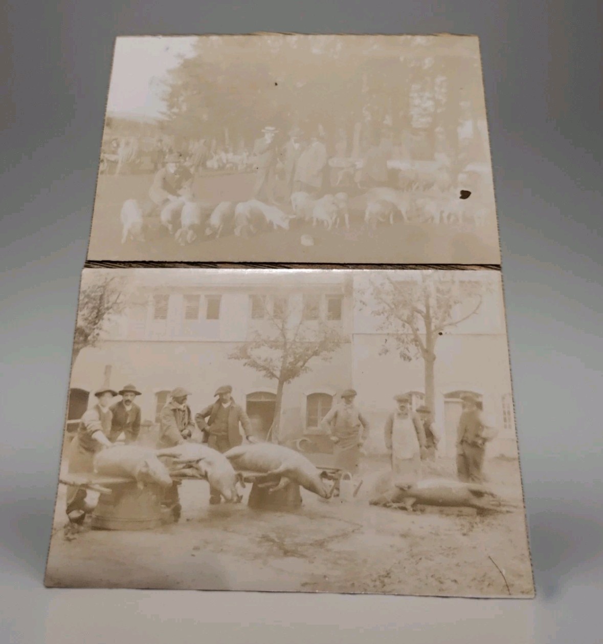 Saint Saturnin le Barry Aveyron Pig Fair Antique Photos Original Print Sepia