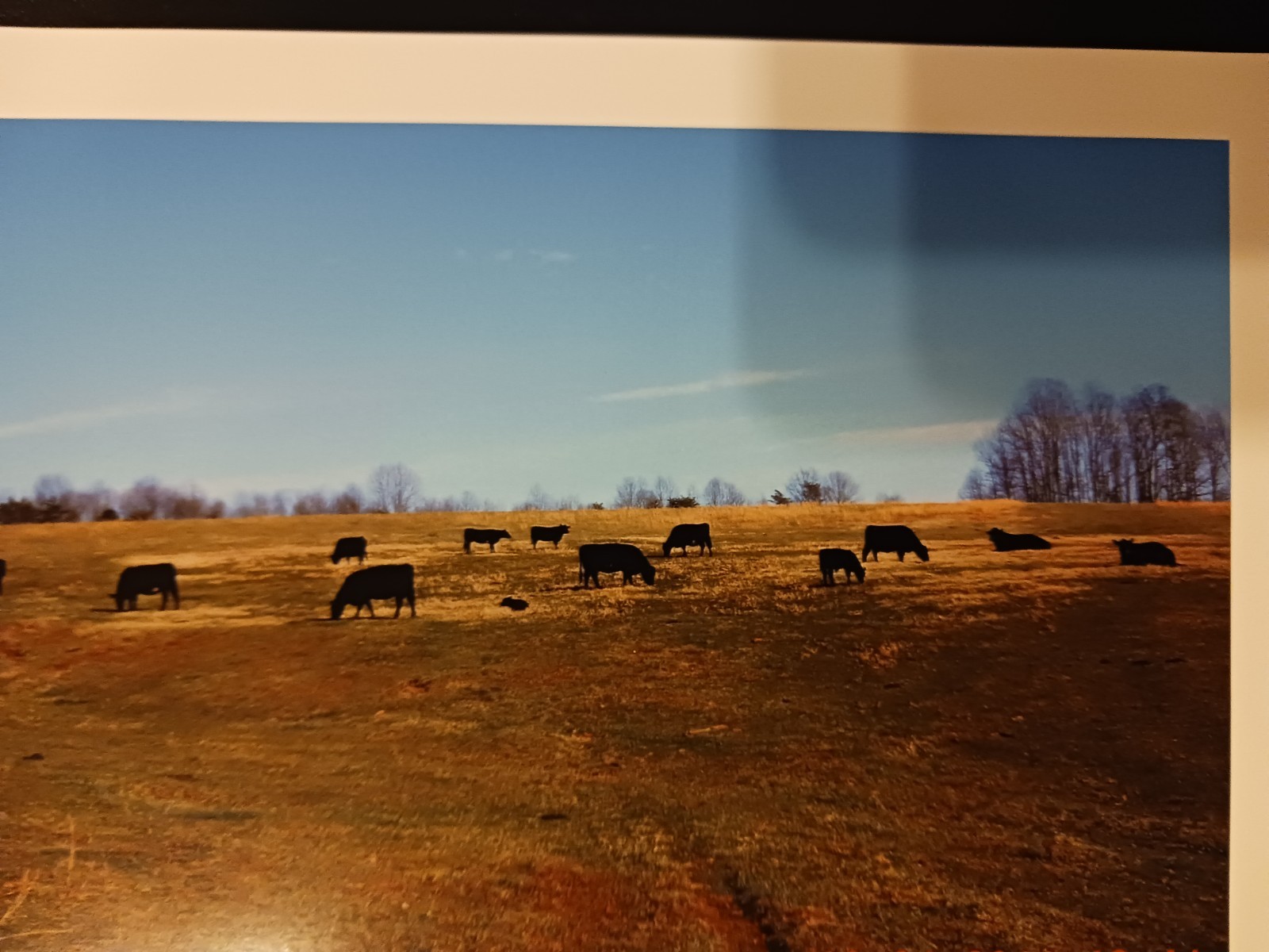 Prints of Black Angus Cows and Calves on a Winter Day Farm Ranch Beef Cattle