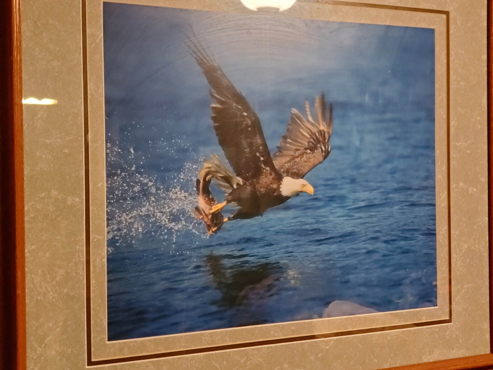 Millcreek Wildlife Reflections Eagle Photo Hand Signed Framed 19 3/4×16″ 24″x30″
