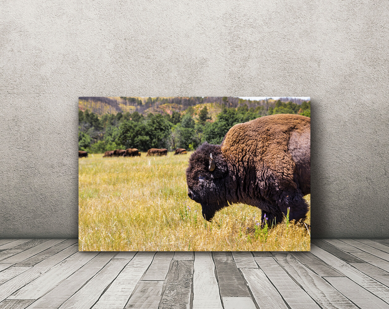 Buffalo photography wall art hanging photo nature pictures western home decor