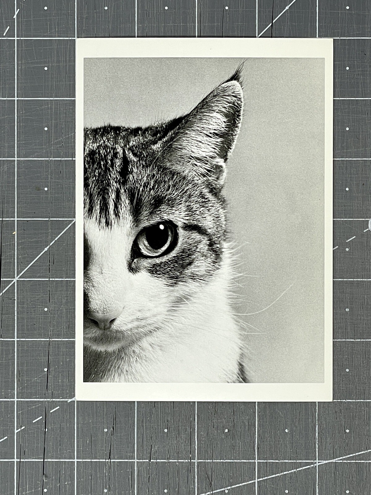 Ylla – Tiger Cat 1950 – Fotofolio Art Card Print Photo 2000