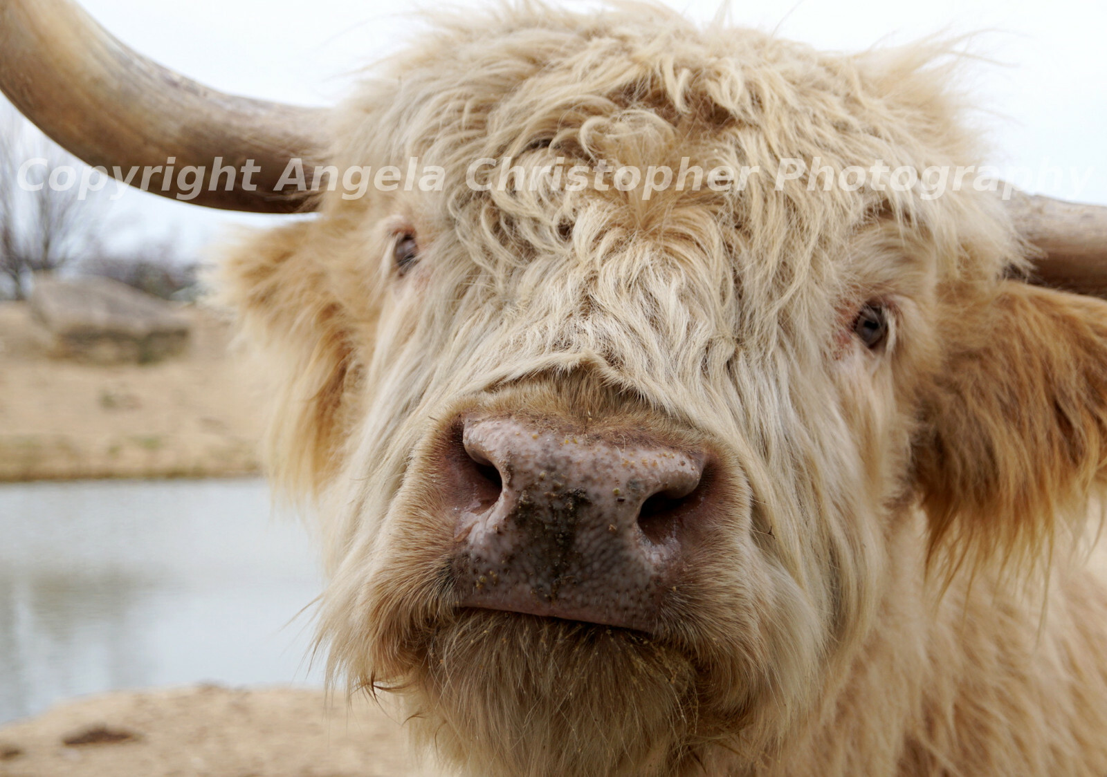 Original ACEO photo fine art print 2.5×3.5″ HIGHLAND COW cattle animals closeup
