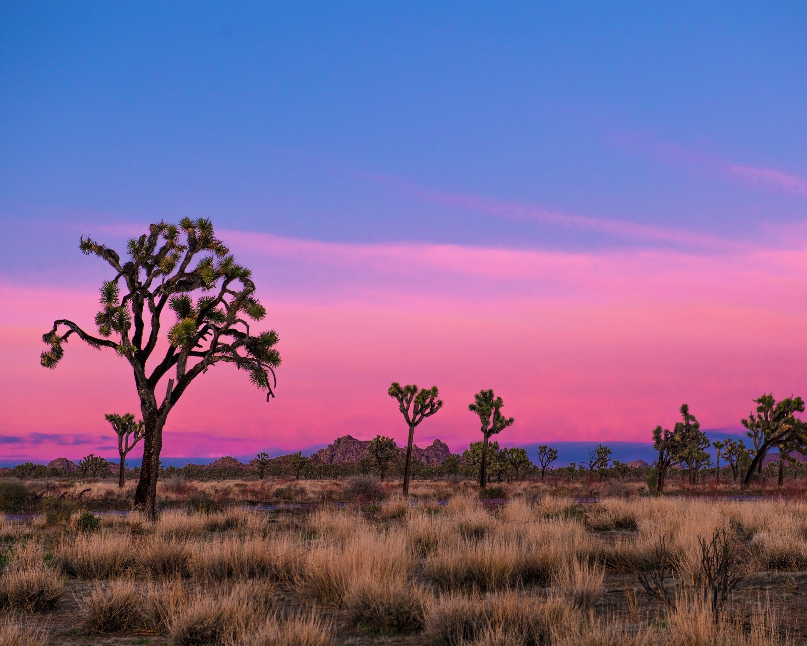 Joshua Tree National Park 8″x10″ Photo Print 8×10