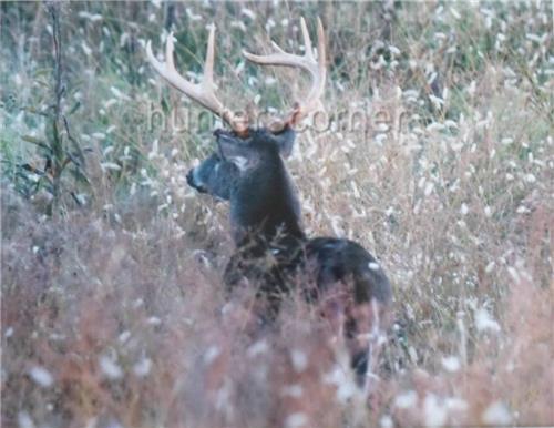 9 Point Buck in Tall Grass, 11×14 Ken Goss signed photograph