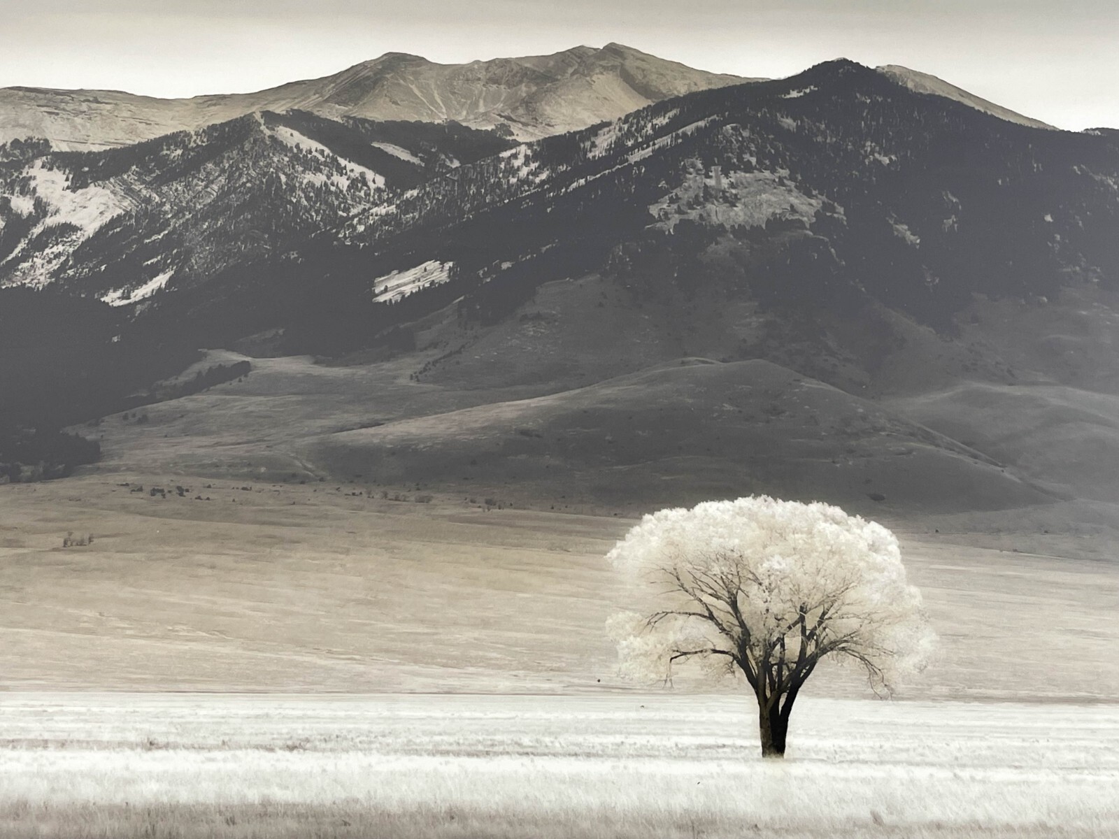 Framed Photograph Print With Glass “LONE TREE IV” by Dennis Frates 36×28”