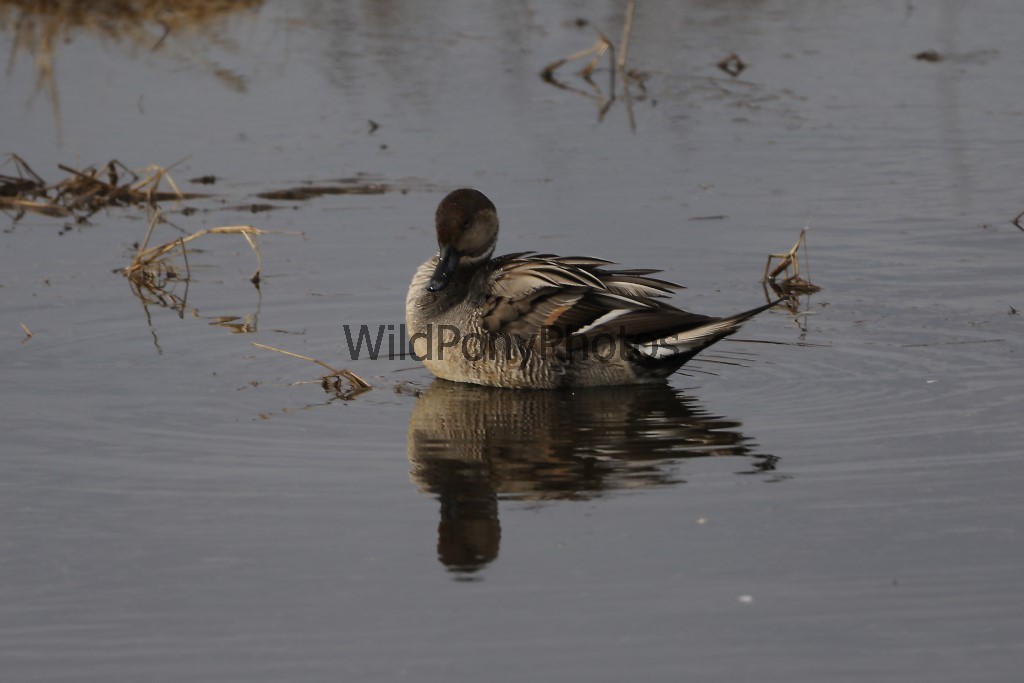 Pintails Photo 1, Pick One Image – Various Sizes