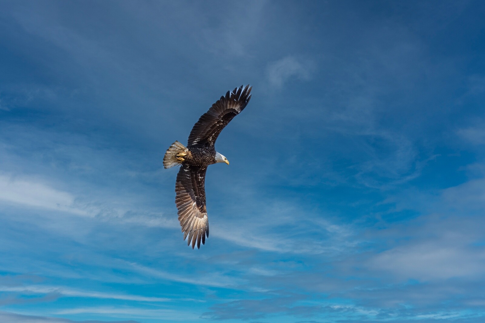 American Bald Eagle In Flight – Red Wing MN. 2022