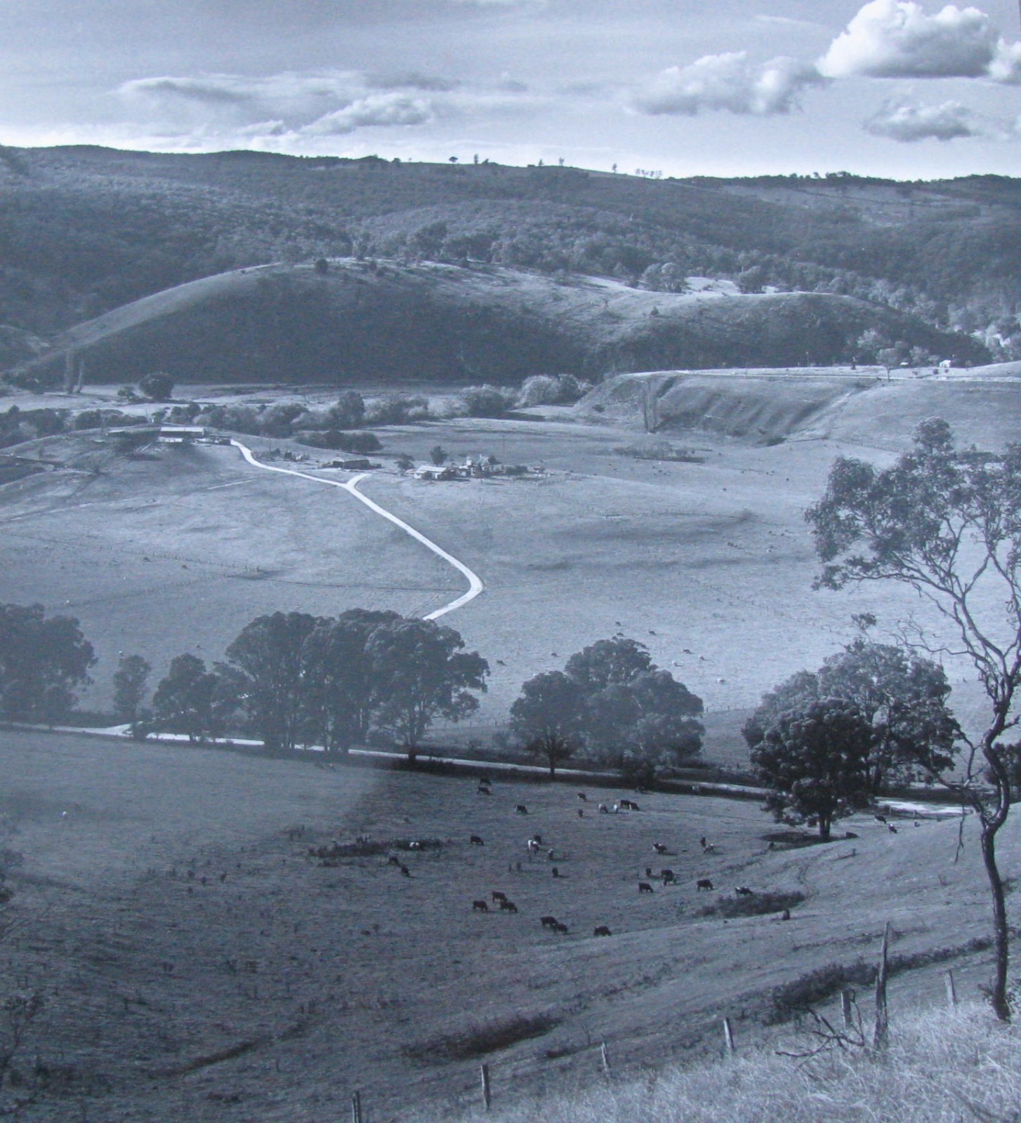 JOHN HARTNEY AUSTRALIAN LARGE PHOTOGRAPH B&W “THE DAIRY FARM” 1975