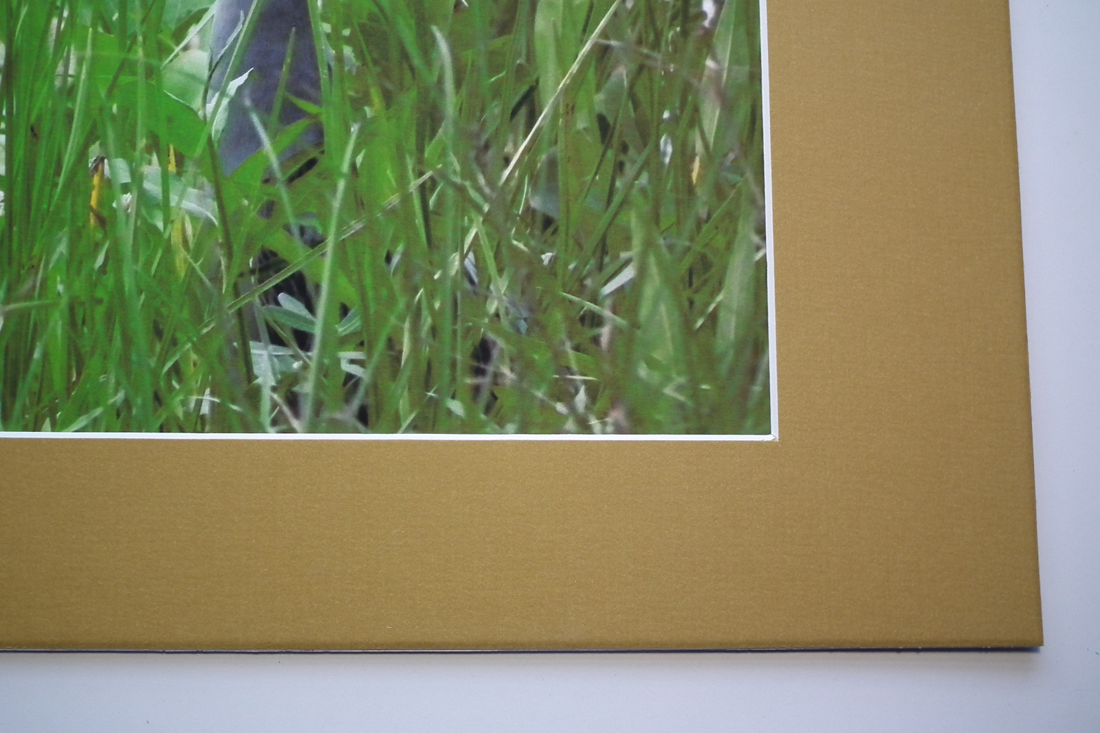 8″X10″ Wildlife Photo Mounted&Matted To 11″ X 14″ READY TO FRAME