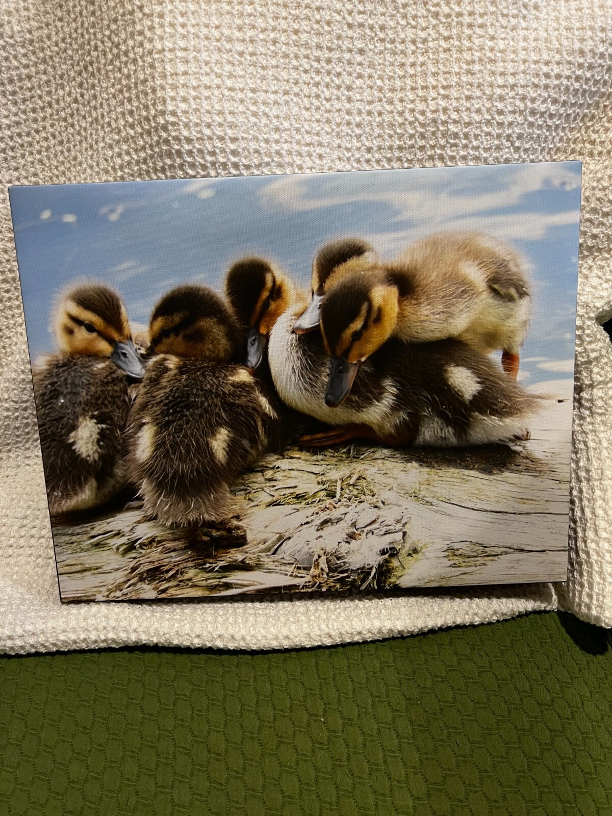 Canvas Mounted 11 x 14 Print Original Nature Duckling Photo