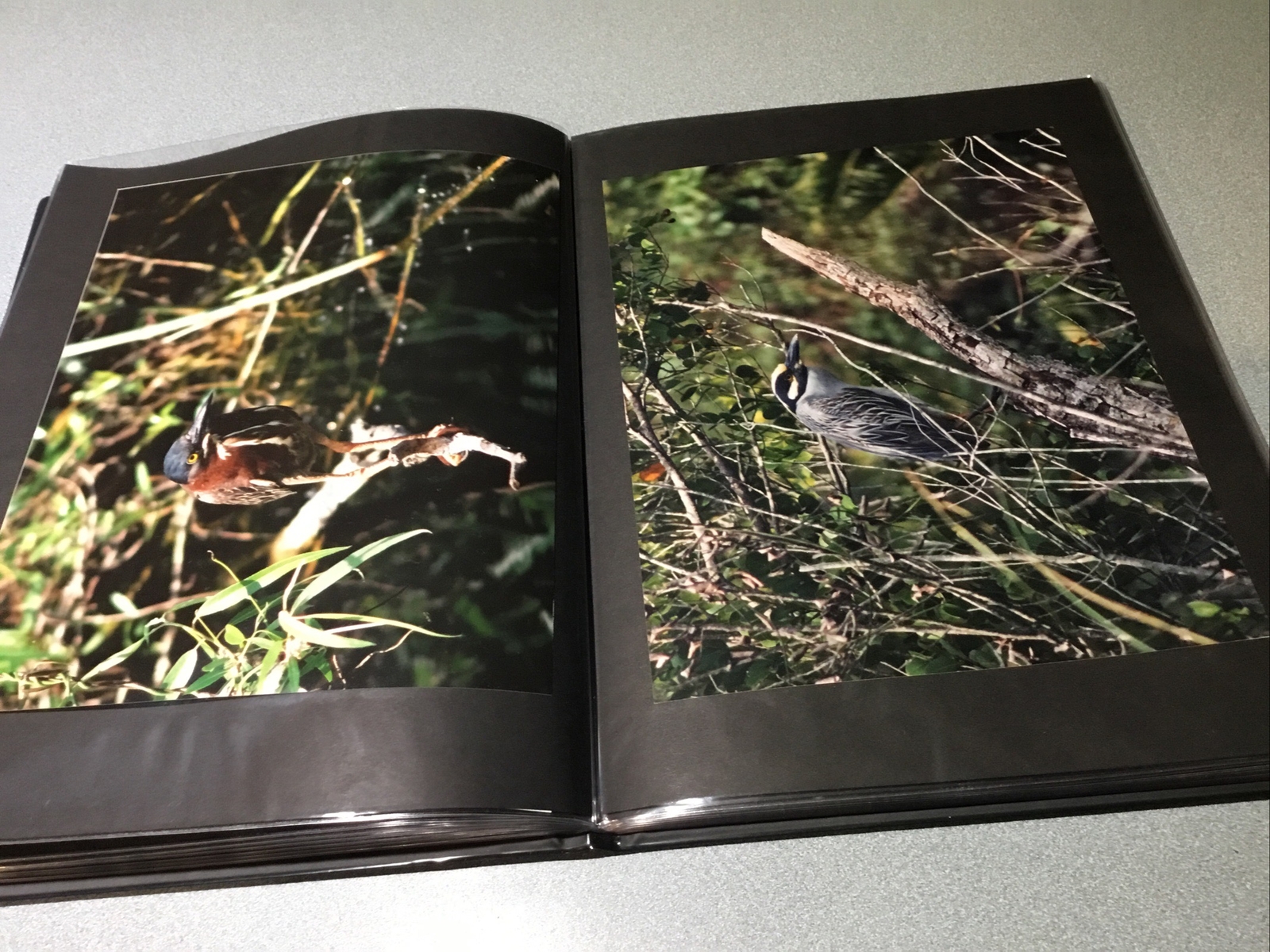 PORTAFOLIO EVERGLADES Wildlife Nature Original 32 Photos in FUJIFCOLOR PAPER