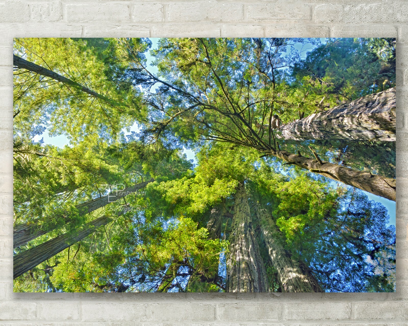 Redwoods Forest, Abstract Tree Nature Art, Fine Art Photo – Metal, Canvas, Paper