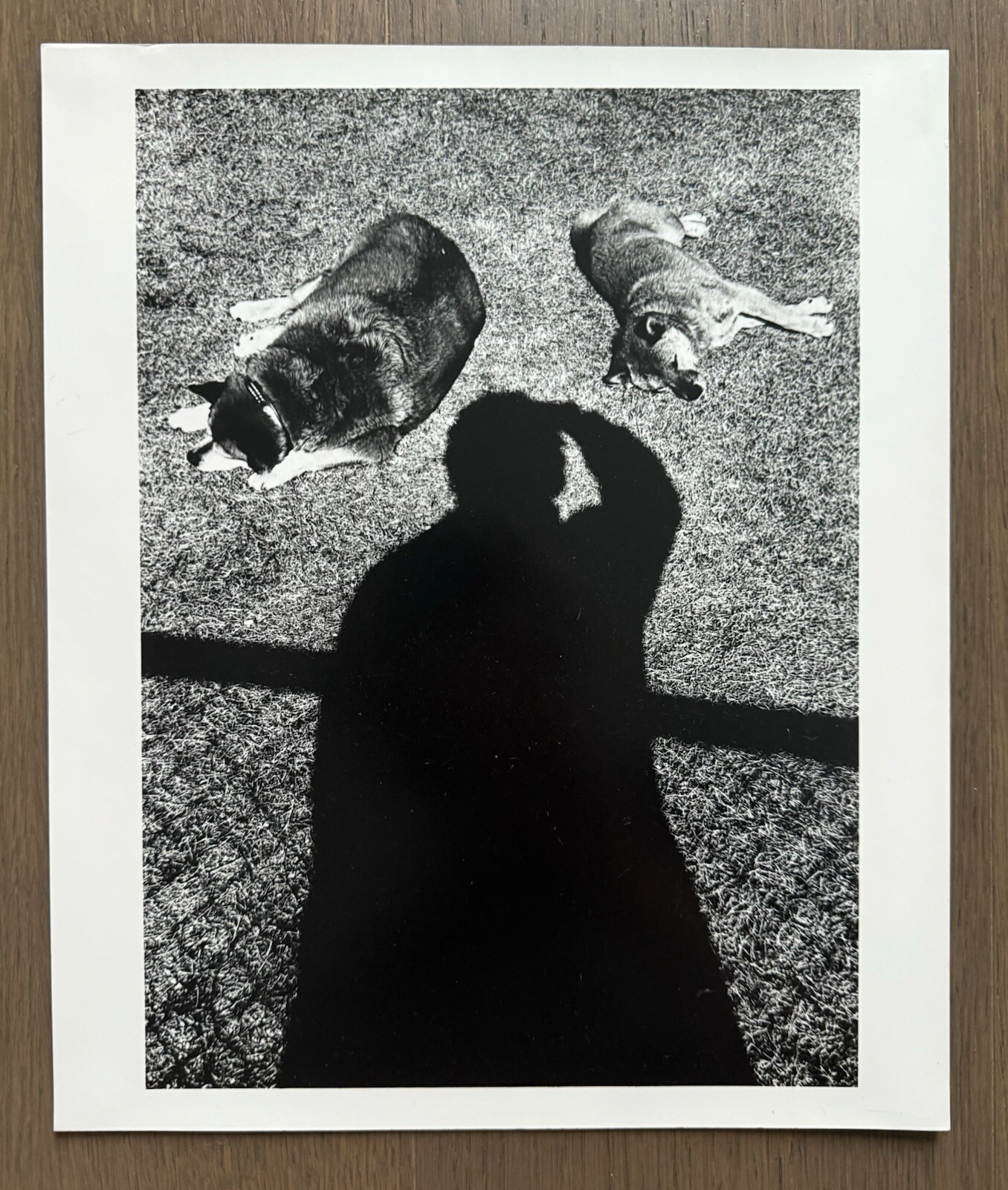 🎈SIGNED Daido Moriyama – Self-Portrait, Gelatin silver Print, Lim Ed, 10×12 In