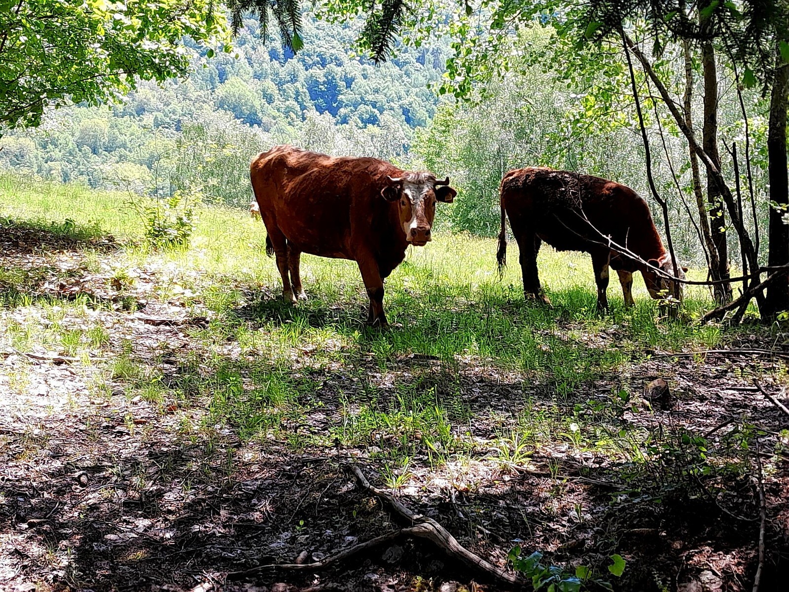 Photo Digital Product Wallpaper on mobile phone – cows grazing in the forest
