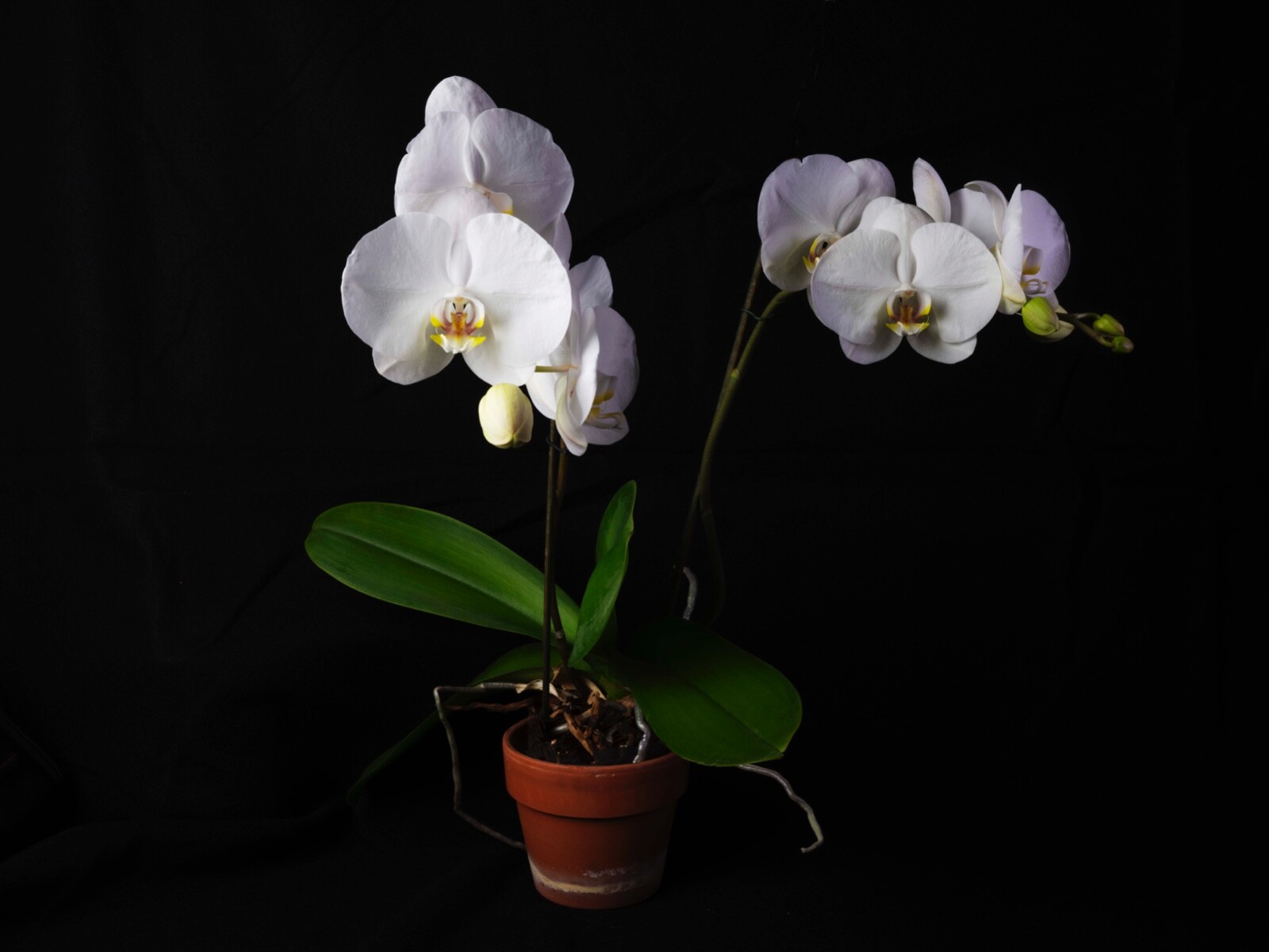Kayhan Ghodsi Artist . White Orchids. Giclée Metal Print. 27X20.