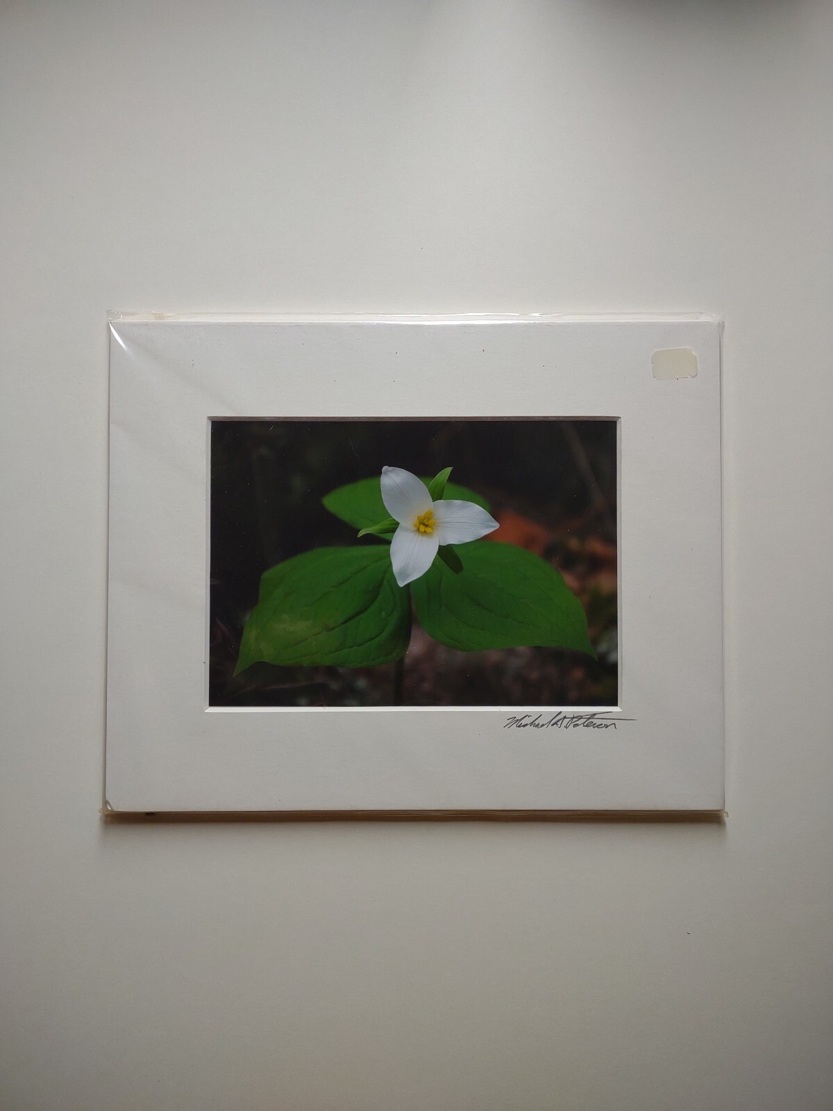 Signed Michael A Peterson Photography Trilliums Flat Mounted Canvas Gatorboard