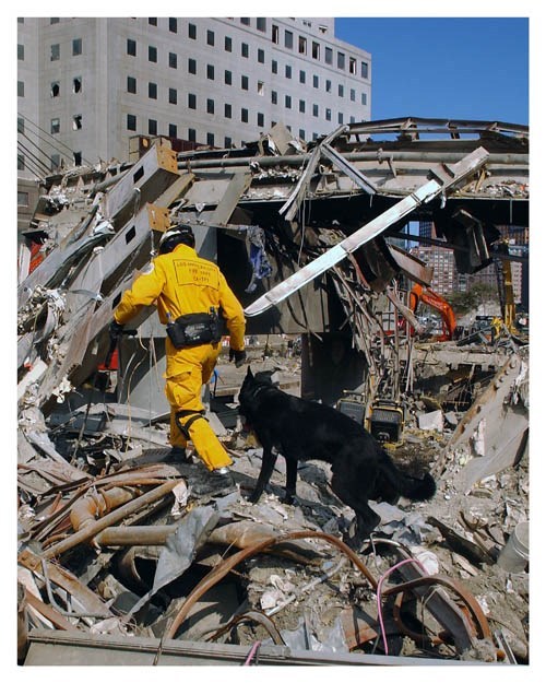 Rescue Dog 9/11 September 11th World Trade Center Silver Halide Photo – Ver 2