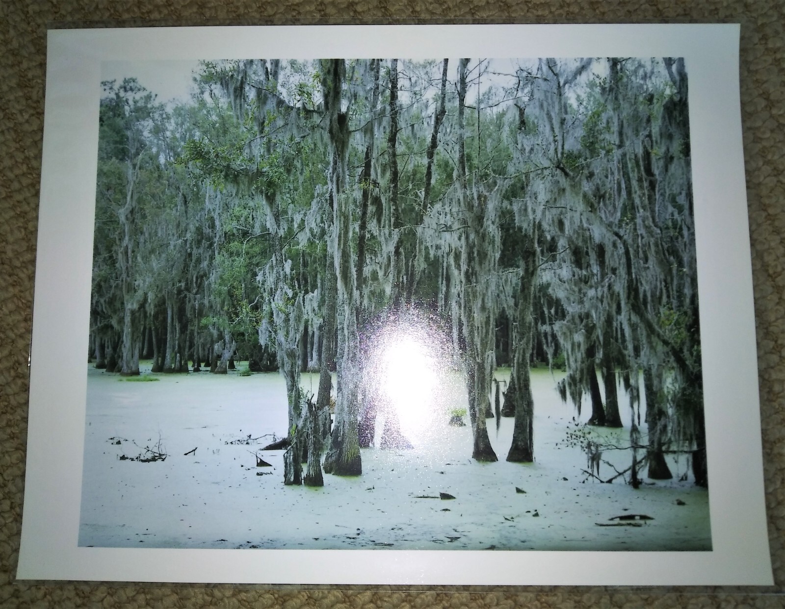 DORTHE ALSTRUP ‘Untitled, Swamp #2’, 2003 SIGNED Photograph #199/200 Ltd Ed NEW!