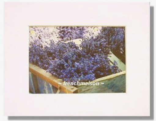 French Provence LAVENDER Field Harvest Matted Photo Photography Art New
