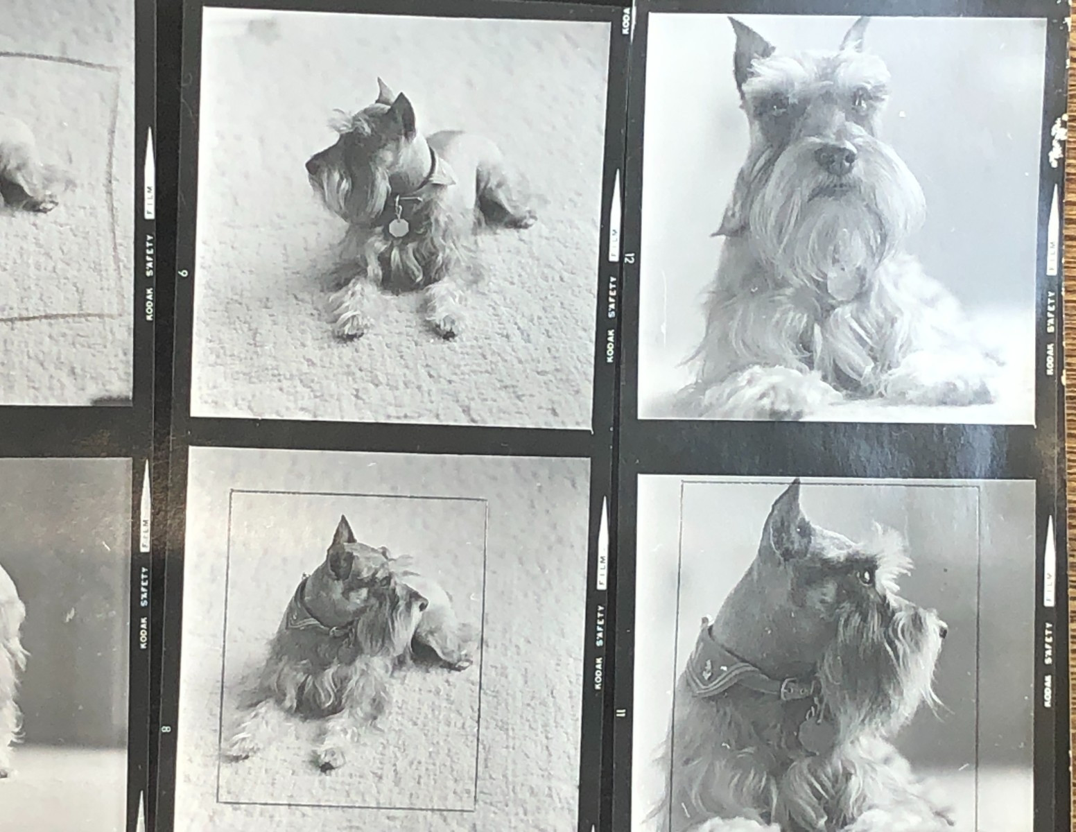 NEWLY FOUND! Hendrickson PHOTO Contact Sheet Proof & Negs MINIATURE SCHNAUSER