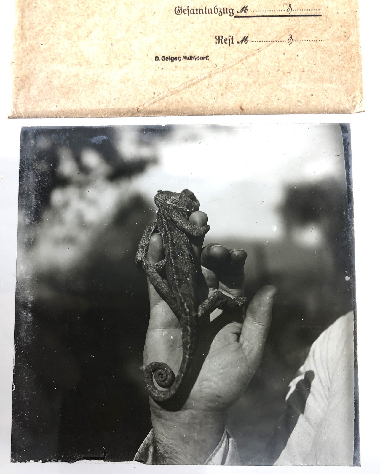 great antique original B/W Photo on Glass Plate – Chameleon – Asia Minor Circa 1910