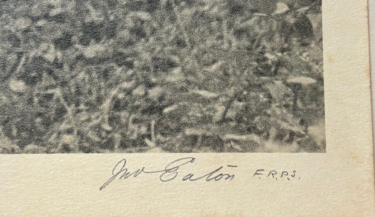 Rare JOHN B EATON ‘Ferns in Misty Landscape’ AUSTRALIA PICTORIALIST Signed PHOTO