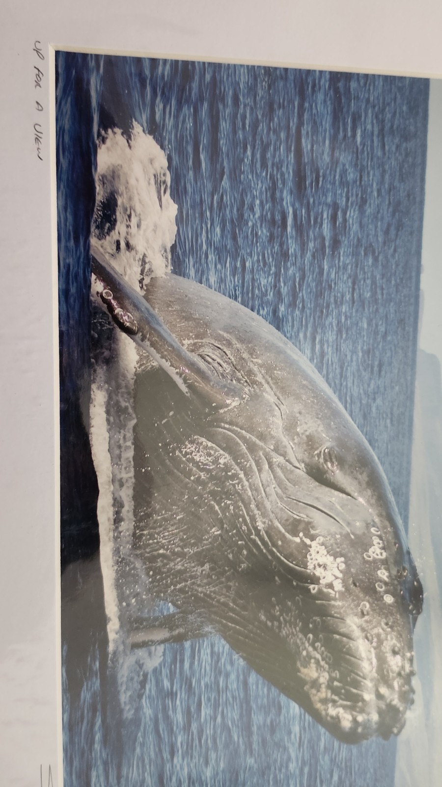Scott Mead Signed Photography Print Up For A View Fine Art Limited Edition