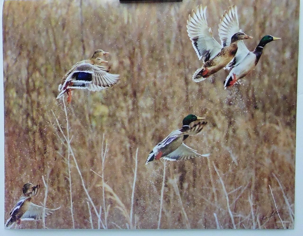 More Flying Ducks, 11×14 signed photograph