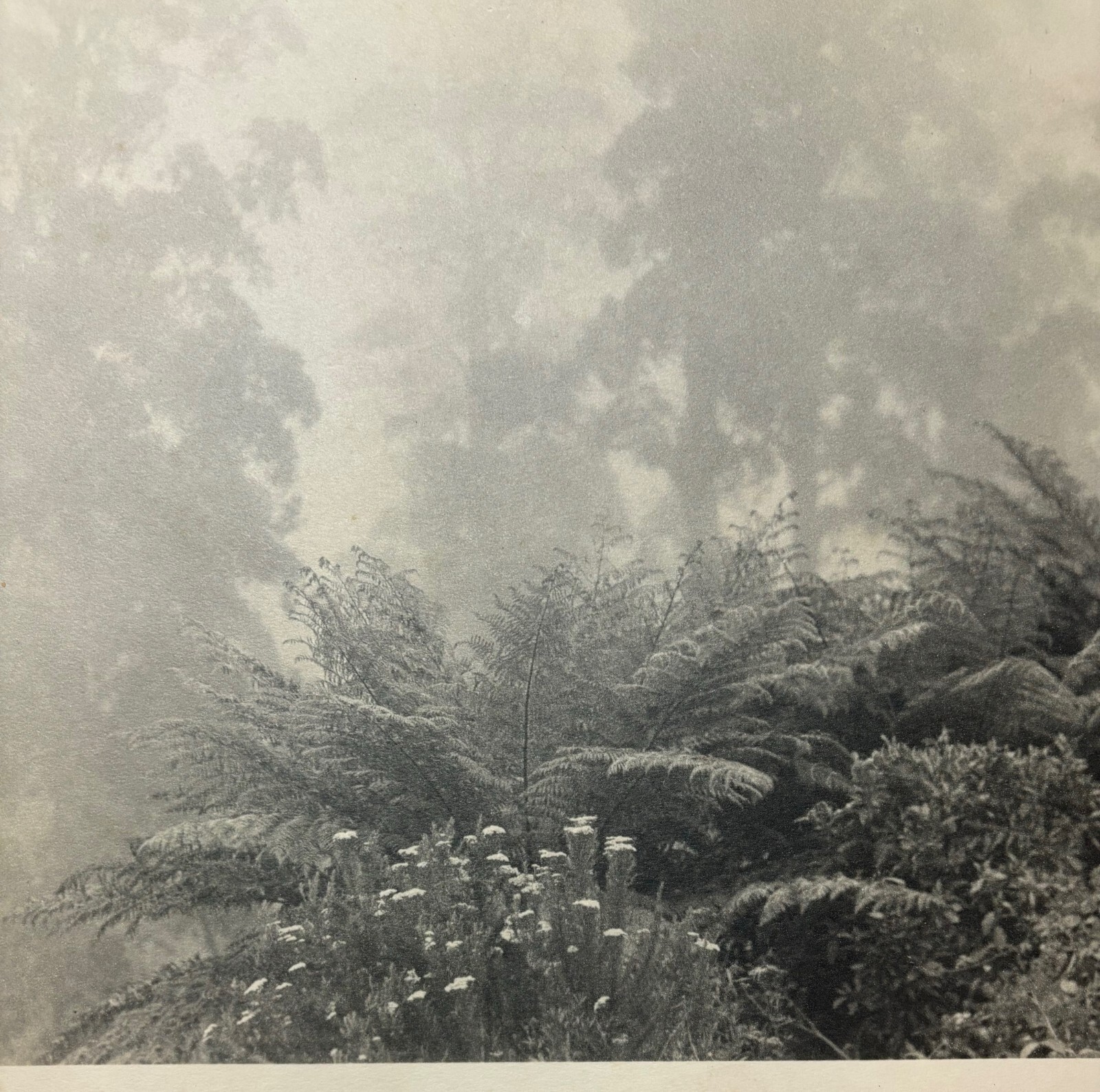 Rare JOHN B EATON ‘Ferns in Misty Landscape’ AUSTRALIA PICTORIALIST Signed PHOTO