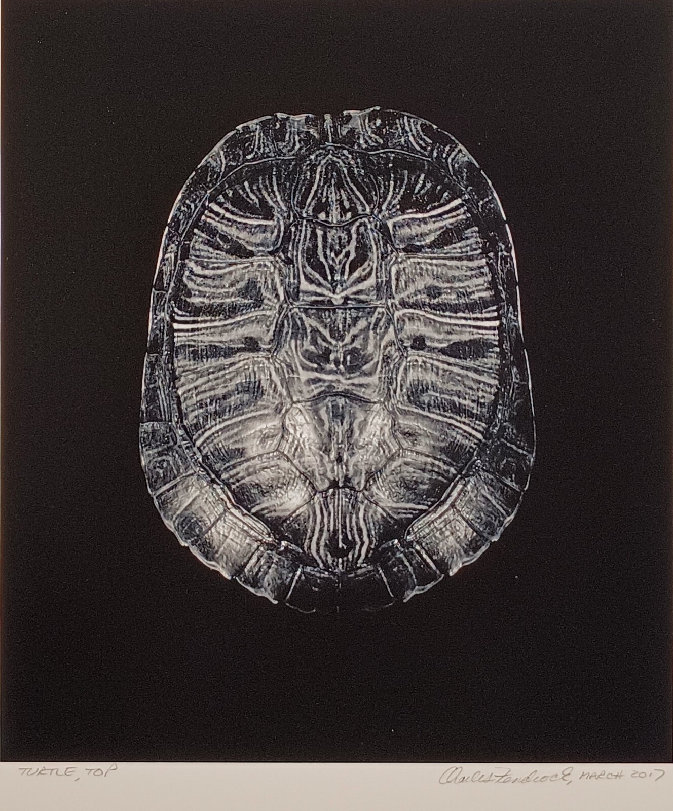 Charles Fendrock ‘Turtle, Top’ Unframed B&W Photograph – Large Format