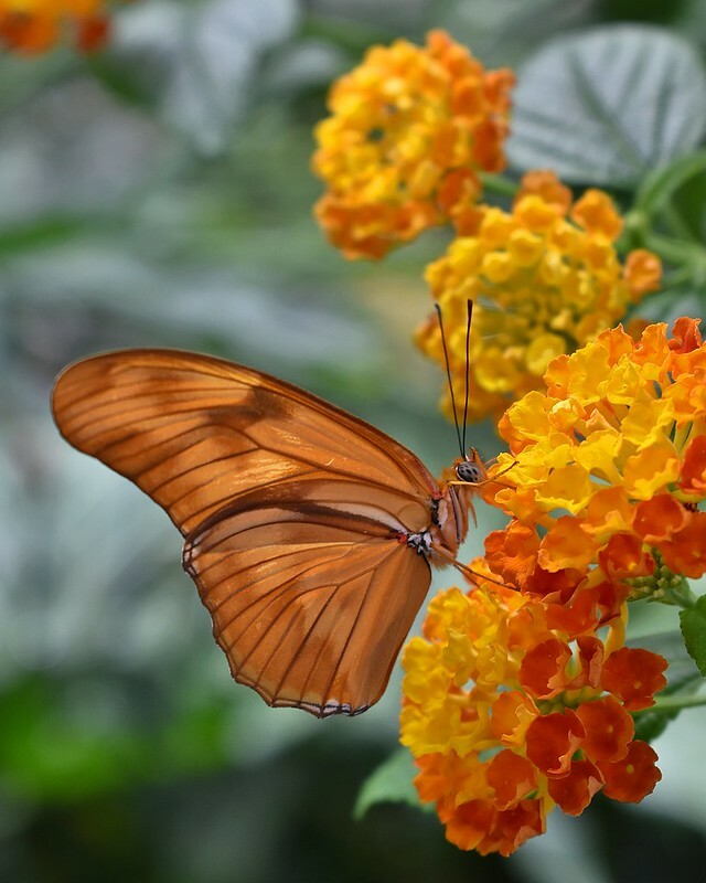 Art Photograph 8×10 Glossy Orange Butterfly Flowers Artist Signed