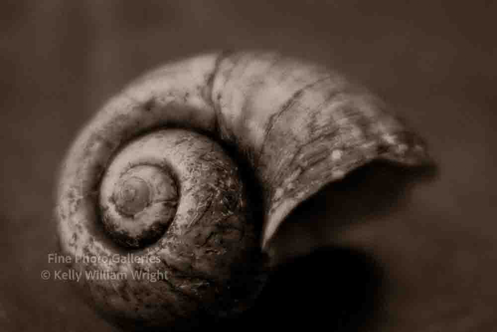 KELLY WILLIAM WRIGHT Still Life Apple Snail Shell Original Zen Surreal Photo Art
