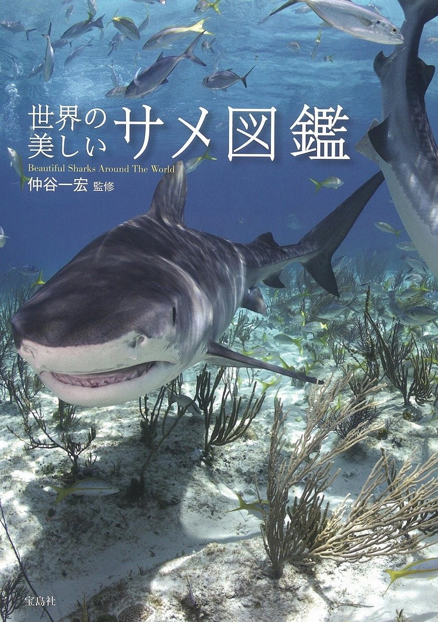 World’s Most Beautiful Sharks Illustrated Guide