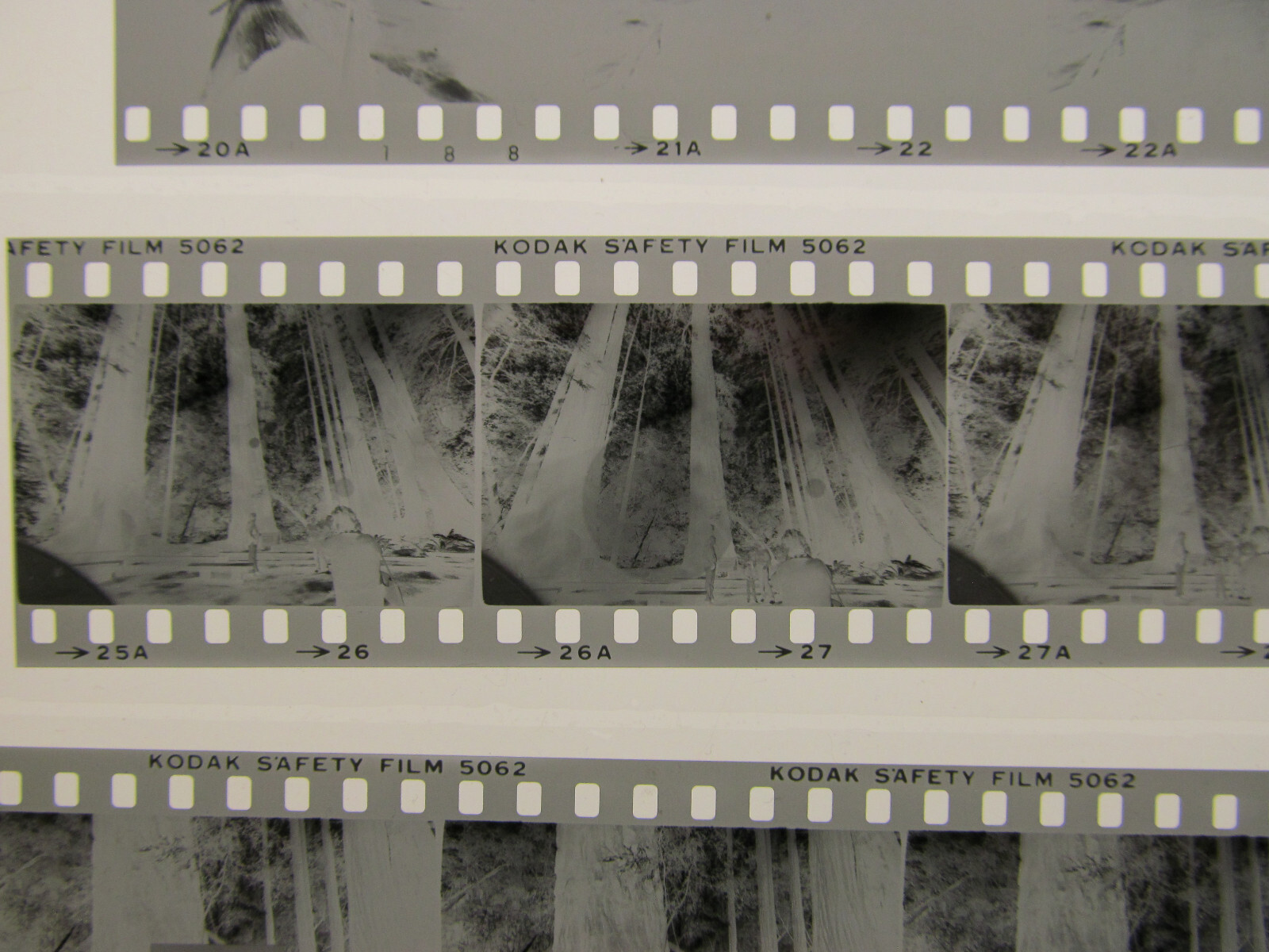 World’s Tallest Tree USA 1981 Wilfried Bauer Photographer 7 x Negative Stripes