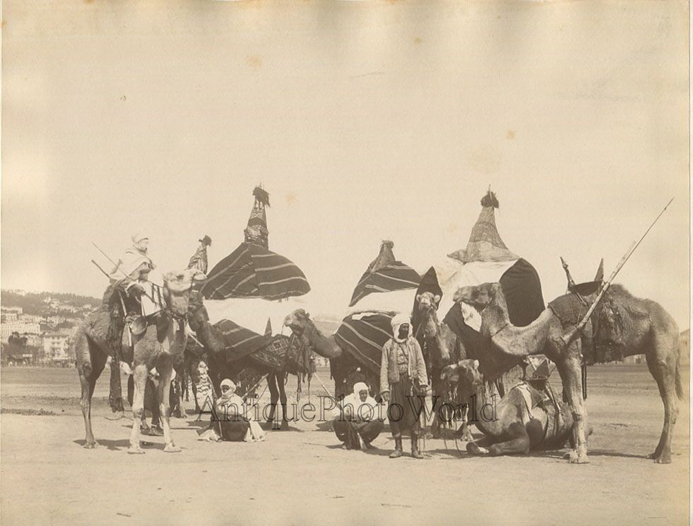 Algeria warriors men with rifles and dressed camels antique ethnic albumen photo