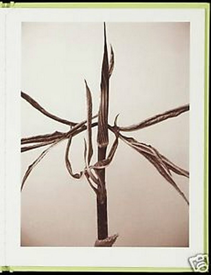 RON VAN DONGEN: One Picture Book Ltd Ed SIGNED w Photo ‘Arisaema Angustatum’ NEW