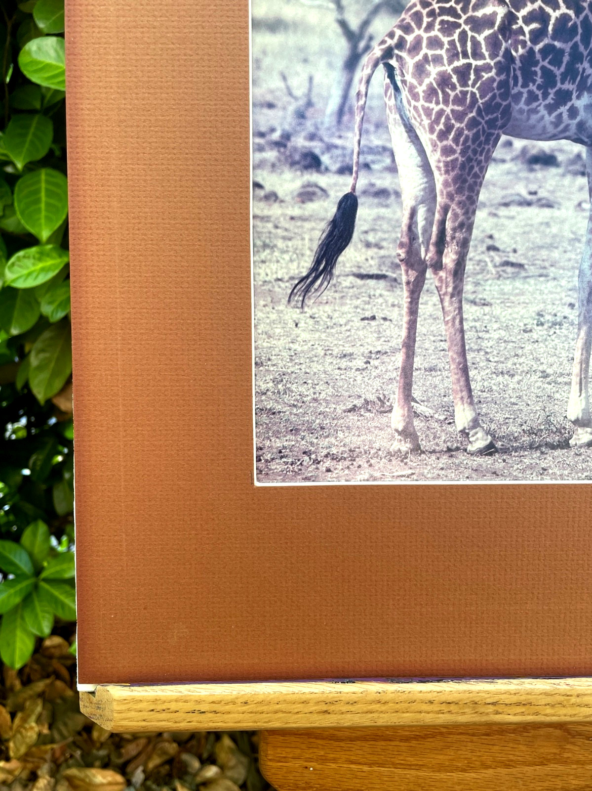 PHOTOGRAPHY ART BY: Aaron M. Gordon, Giraffe in East Africa, 1986, Hand Signed.