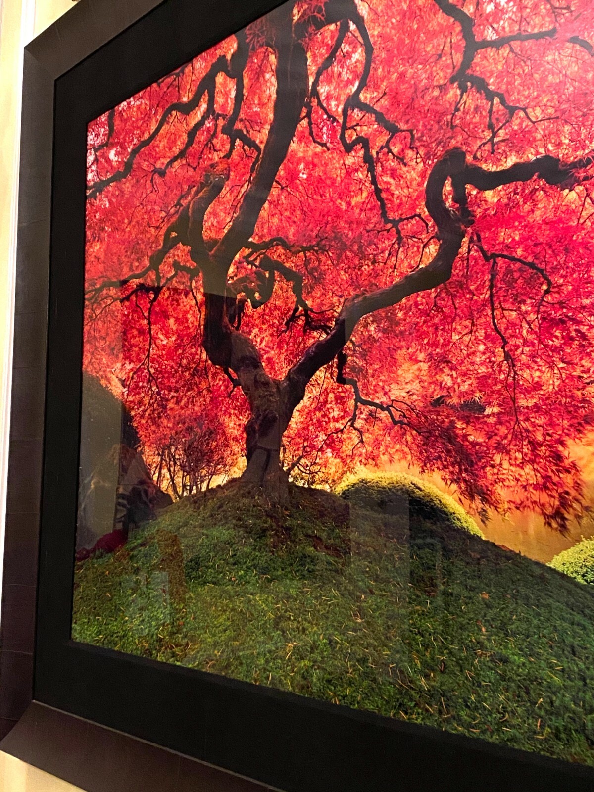 Peter Lik “Tree of Life” Signed, Limited Edition, Photo #12/950 1.5M SOLD OUT