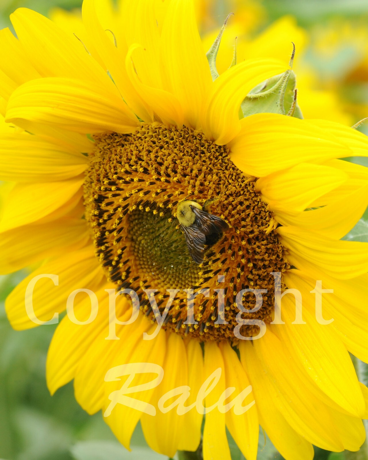 Bee on a Sunflower 11×14 Matted Original Photography Photo Print Nature Flowers