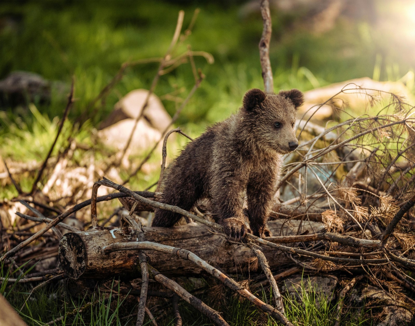 Brown Bear Cub Photograph 11×14 Print 11″x14″