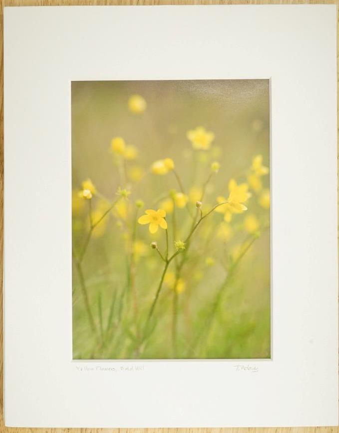 Tom Adams Photography Swamp Buttercup Yellow Flowers Oregon Matted Photo Art