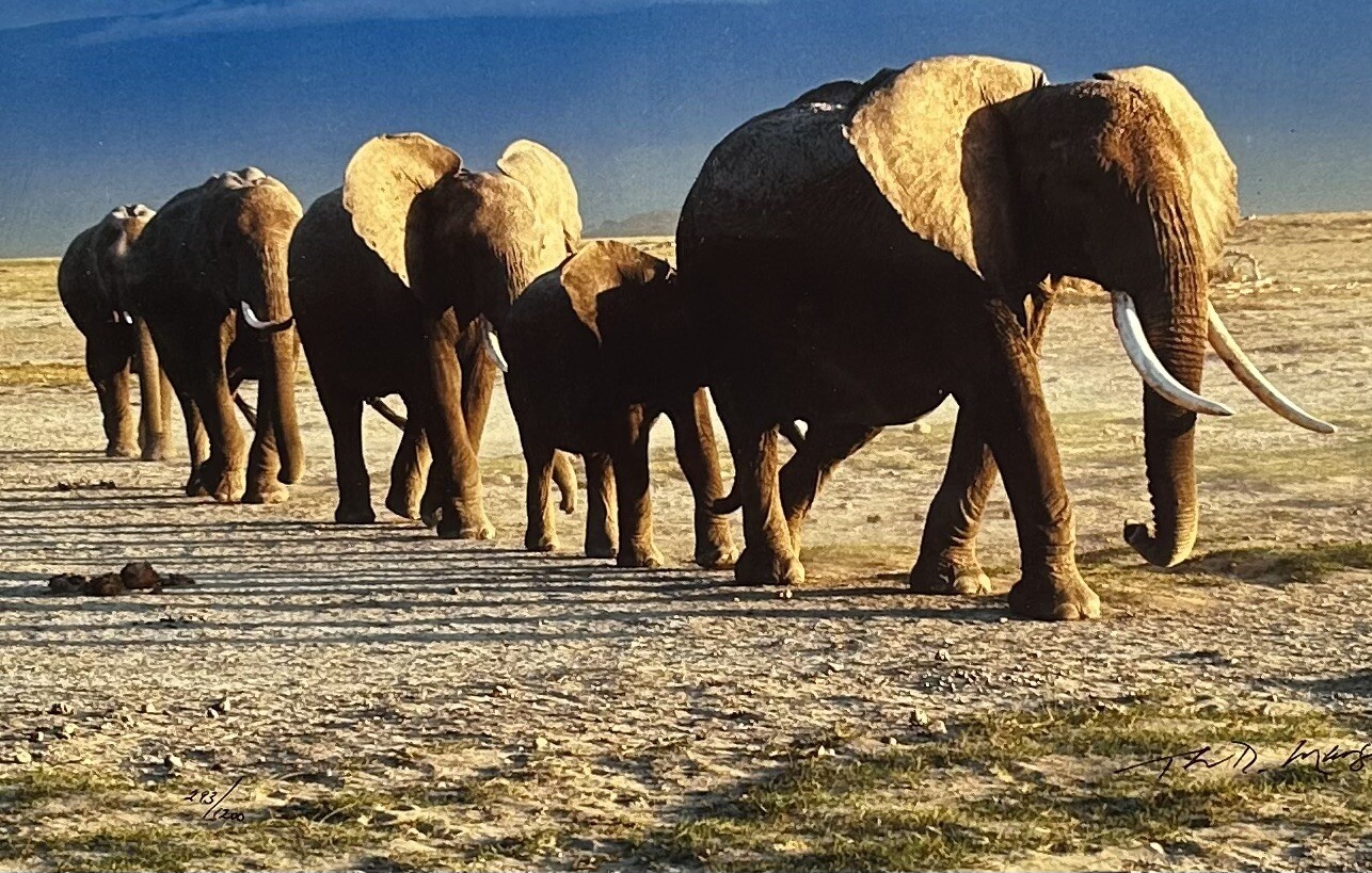 Thomas D. Mangelsen’s “The Long Journey” Limited Edition Signed Photo #293/1200