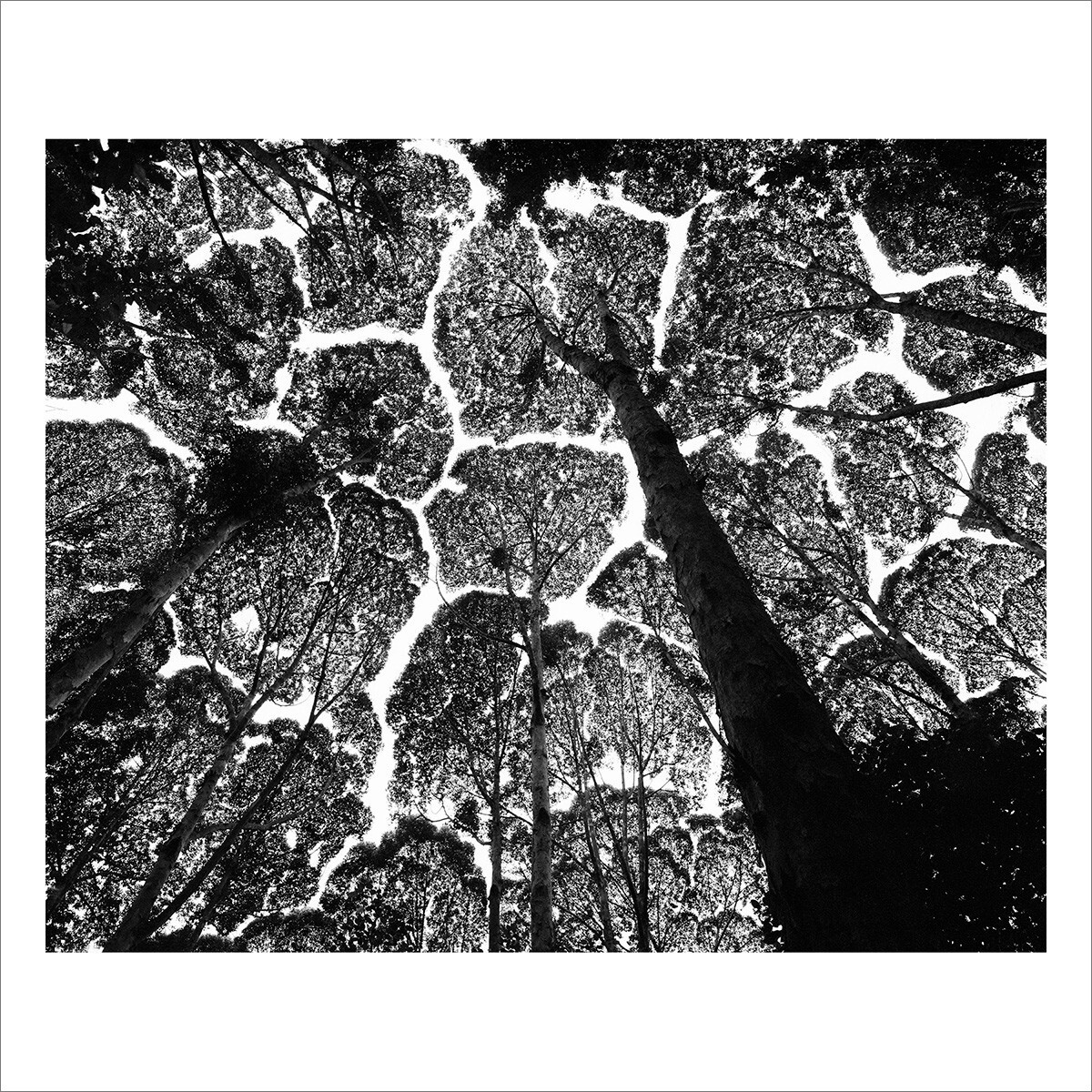 SIGNED Stuart Franklin Photo – Kepong Forest, 1996 – Magnum Square Print 6×6″