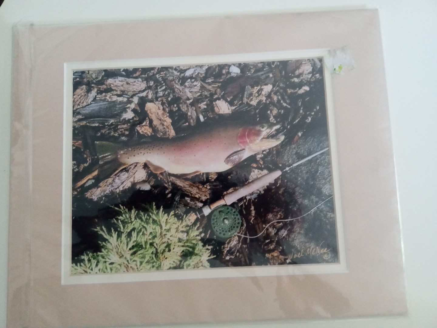 Joel McNee, Hayden ID,Fly Fishing, Cutthroat Trout, Authentic Photo Art.