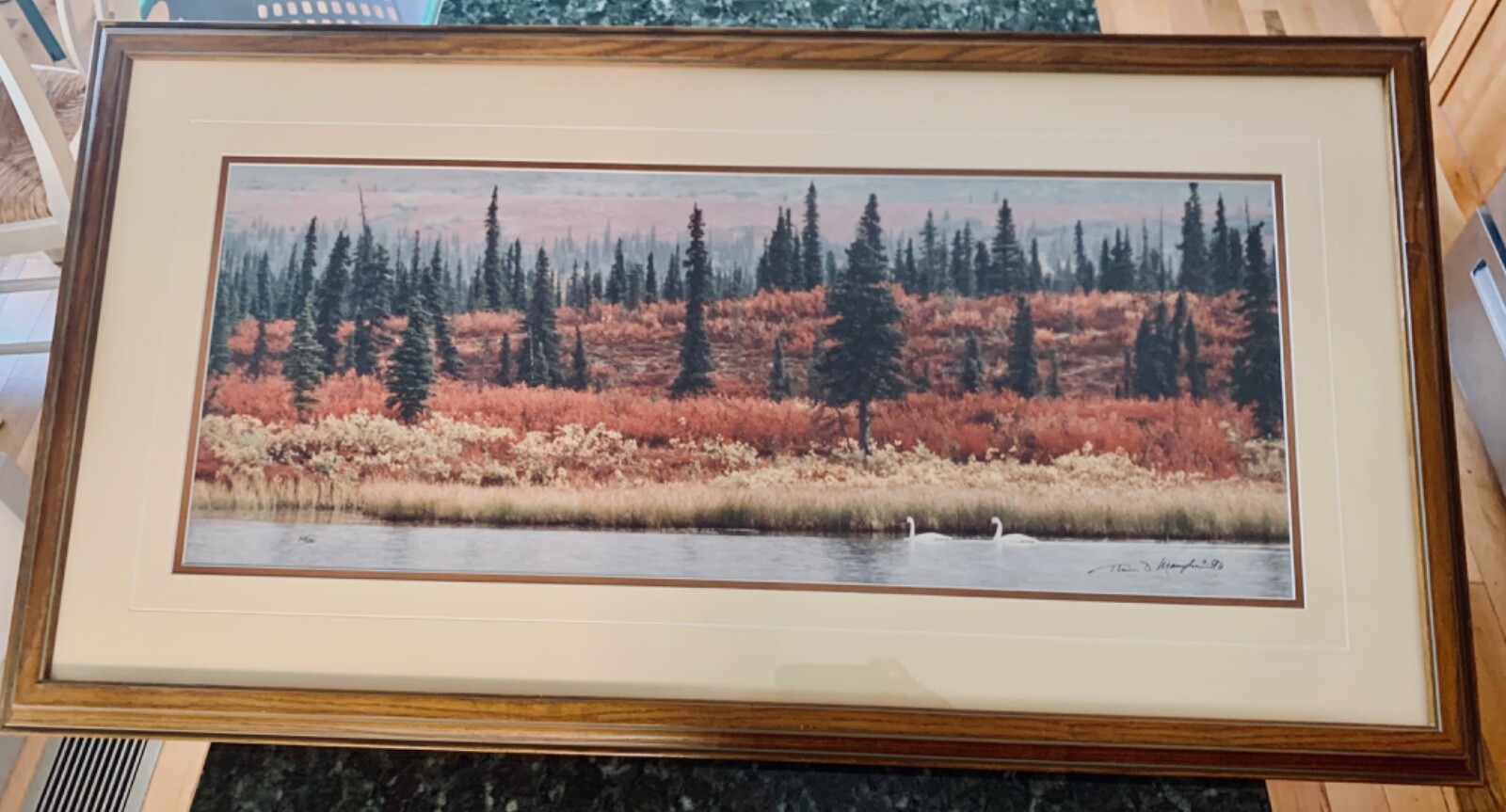 Mangelsen Photo Print: Indian Summer-Tundra Swans in Denali National Park Alaska