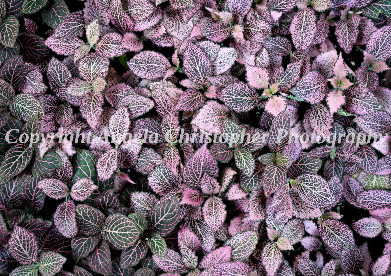 Original ACEO photo fine art print 2.5 x 3.5 in. PINK NERVE PLANT veined leaves