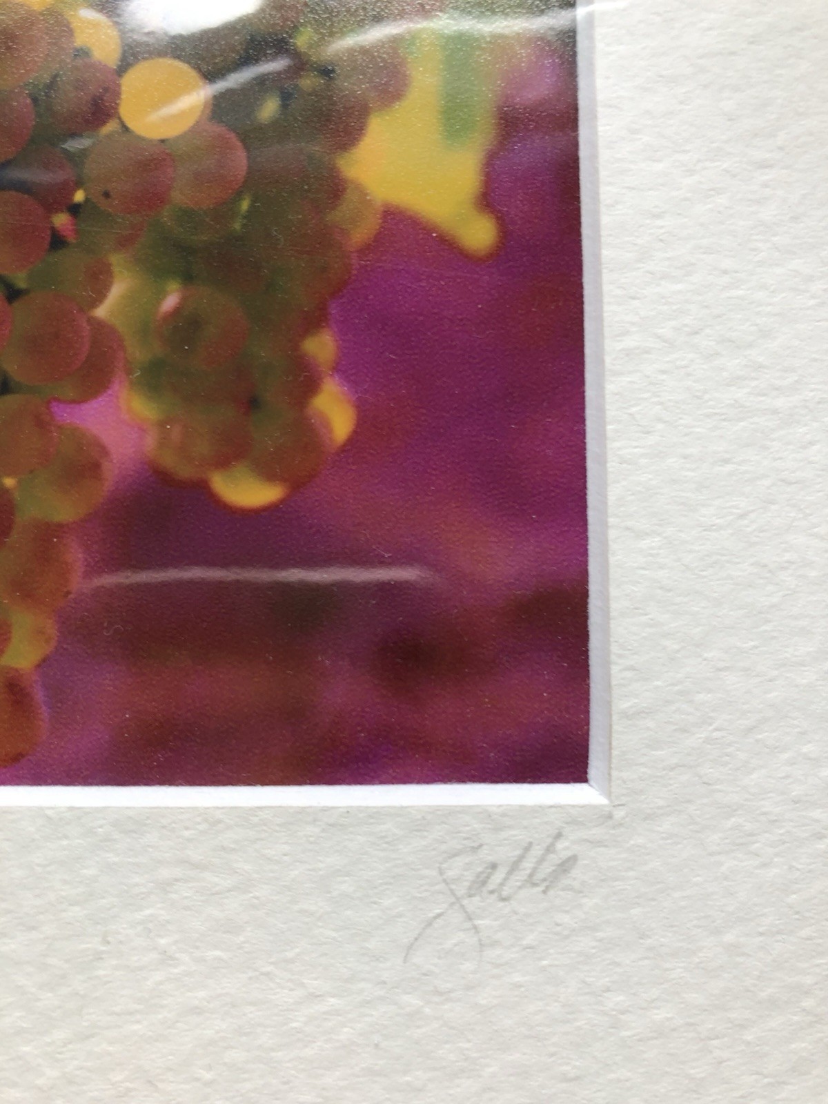 Impressionism by John Galbo Signed Matted Photograph of Grapes, Croatia 8 x 10