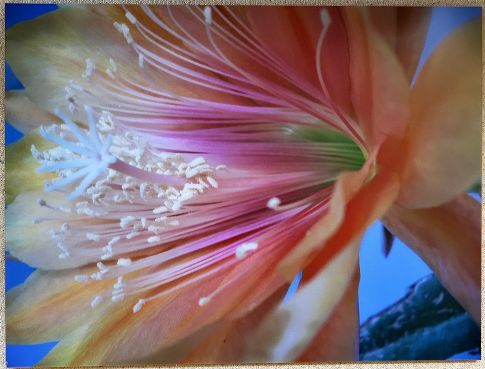 Large Original Art Photo Cactus Flower Matte Acryclic Glass Slimline Metal Frame