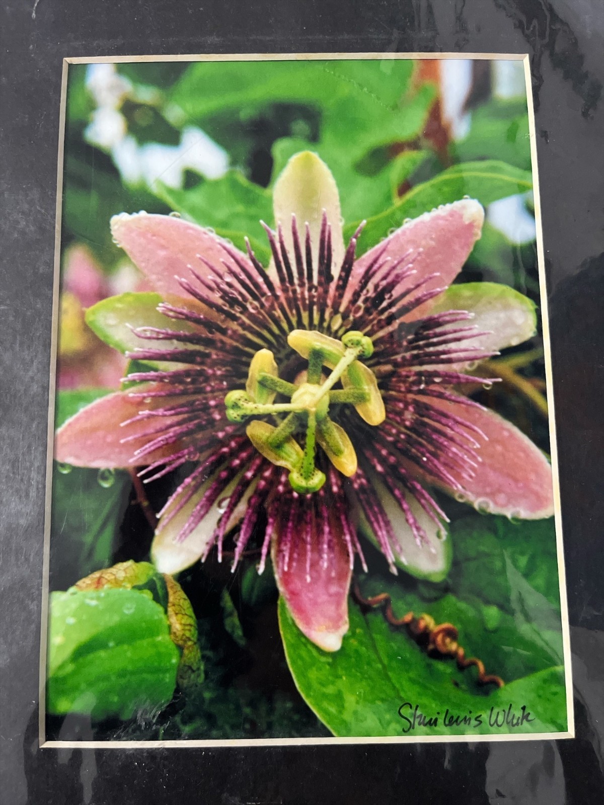 Passion Flower Photography Print – Signed Staci Lewis White